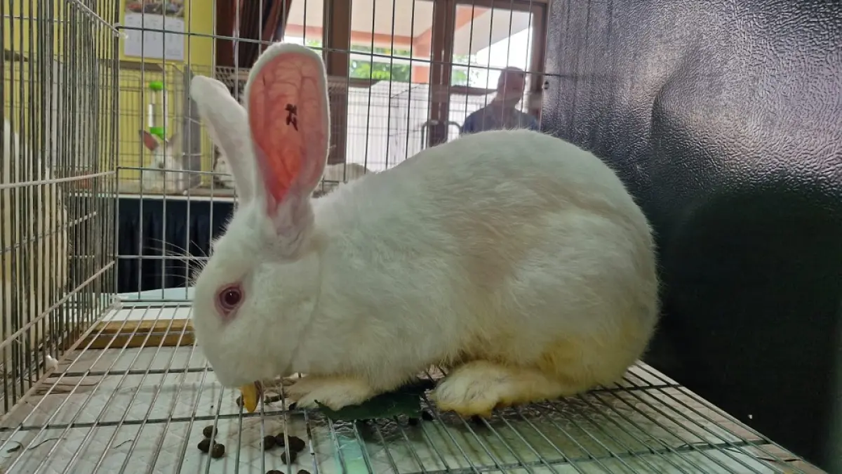 Kelinci pedaging jenis Hycole dan Hyla sangat mudah dibudidayakan. (PUPUT PUSPITASARI/JAWA POS RADAR MAGELANG)