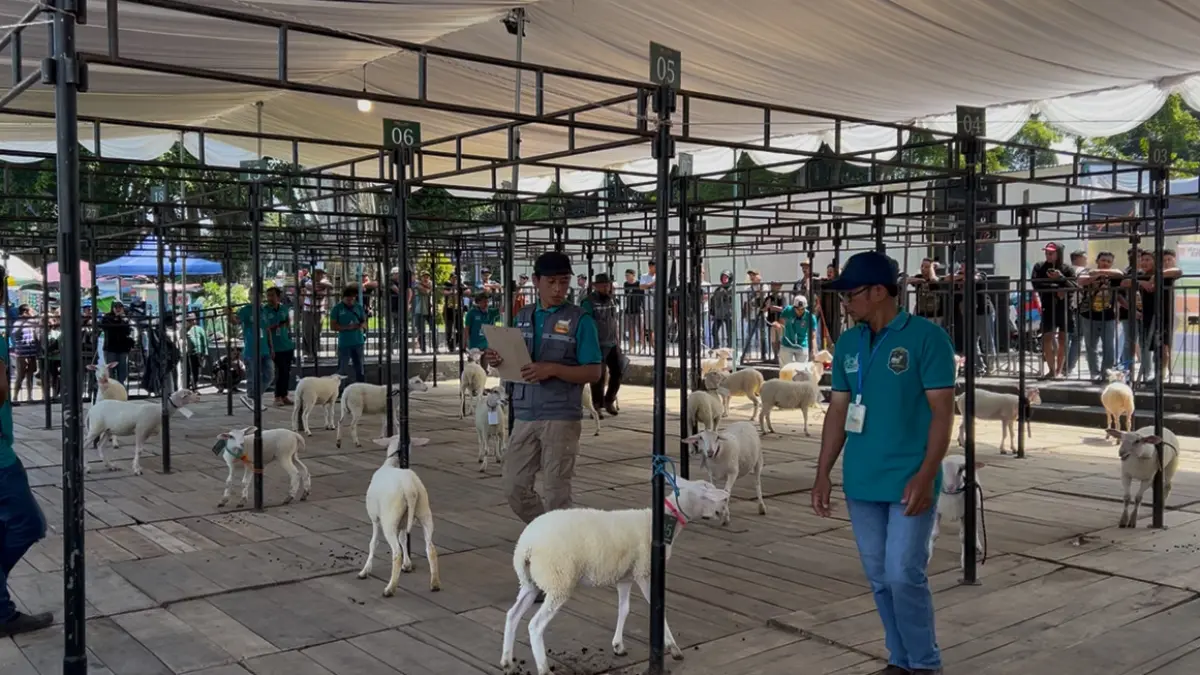 Kontes Dombos 2026 yang digelar di kawasan Jalan Merdeka, Alun-alun Wonosobo, Sabtu (4/7/2026). (Diskominfo Wonosobo for Jawa Pos Radar Magelang)
