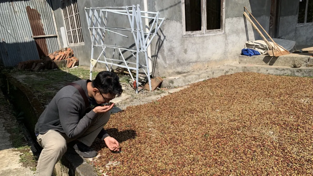 Petani kopi di Desa Plosogaden, Kecamatan Candiroto, saat menjemur hasil panen kopi di halaman rumah. (Devi Khofifatur Rizqi/Jawa Pos Radar Magelang)