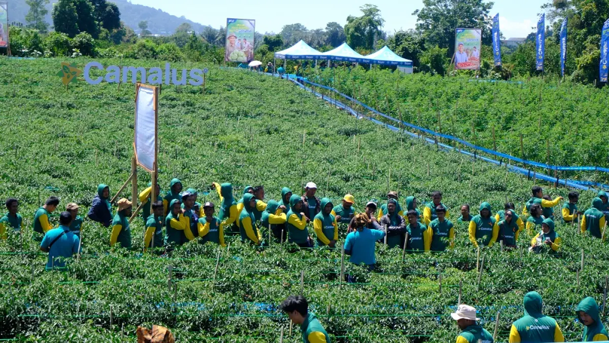 Bayer mengenalkan hasil tanaman dengan penggunaan insektisida Camalus kepada petani hortikultura Indonesia. 