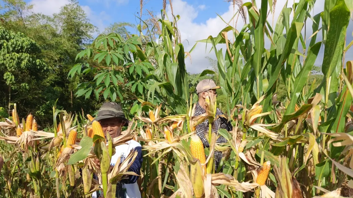 Kelompok Tani Kalimosodo di Desa Bandongan menggelar panen raya jagung di sebuah lahan tidur di Dusun Kalikebo, Desa Rejosari, Kecamatan Bandongan, Selasa (7/7/2026). (ROFIK SYARIF GP/JAWA POS RADAR MAGELANG)