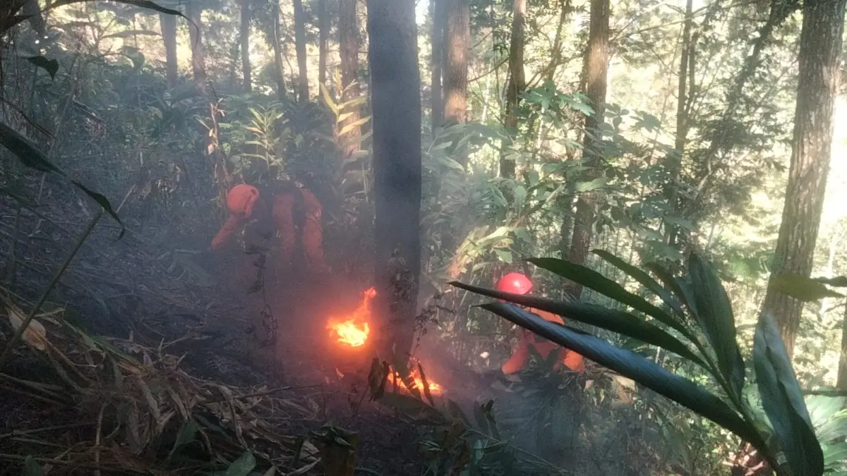 Relawan Penanggulangan Bencana (RPB) SAR Kaliwiro memadamkan api yang membakar kawasan hutan sadapan pinus di jalur alternatif Kaliwiro–Leksono, tepatnya di Desa Kemiriombo, Kecamatan Kaliwiro, Wonosobo  Jumat pagi (10/7/2026). (Istimewa)
