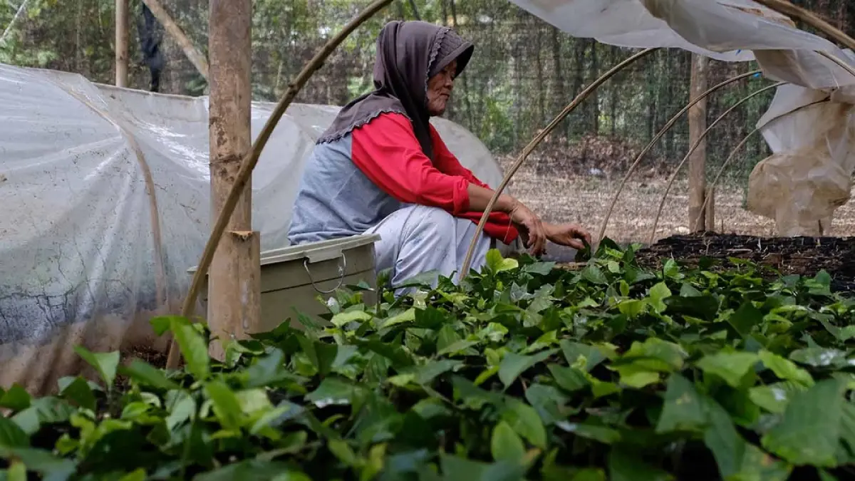 Petani kembangkan pembibitan kopi Robusta dengan metode stek di Kebun Benih Tanggulrejo, Kecamatan Tempuran, Kabupaten Magelang.