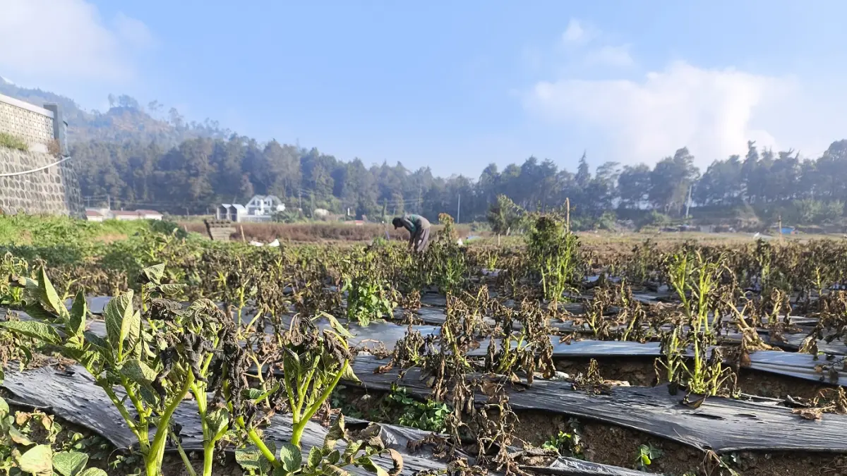 Tanaman kentang di kawasan Dataran Tinggi Dieng mati akibat terkena embus upas. Embun yang membeku akibat cuaca dingin ini menjadi fenomena menarik bagi wisatawan. (Istimewa)