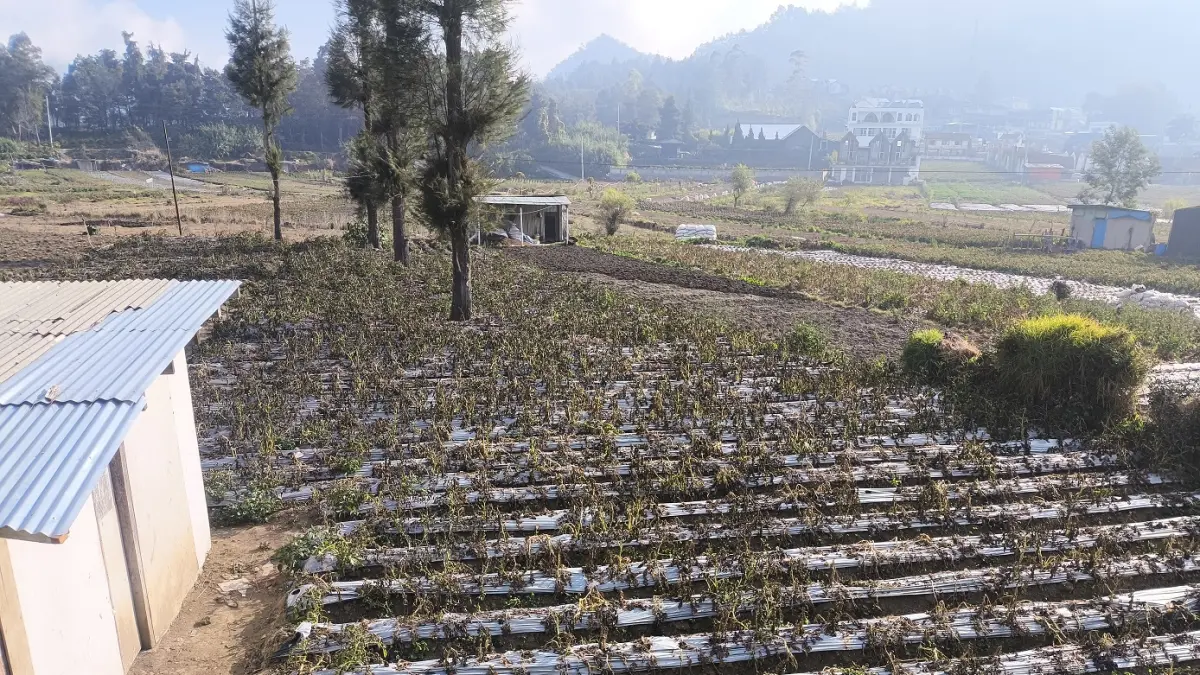 Tanaman kentang di kawasan Dieng mengering akibat terkena embun upas pada musim kemarau tahun ini. (Istimewa)
