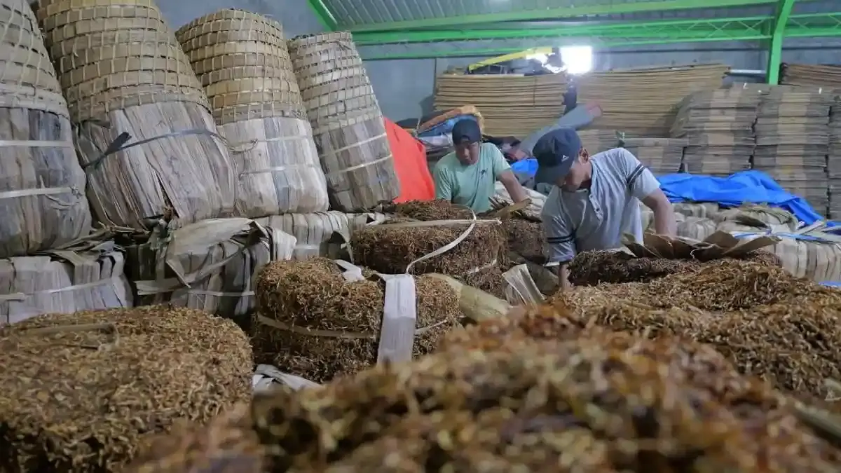 Pekerja menata dan mengikat gulungan tembakau rajangan di sebuah gudang penyimpanan di Temanggung, Jawa Tengah, baru-baru ini. Kadar tar dan nikotin yang tinggi menjadi ciri khas tembakau Temanggung, namun kini justru terancam oleh rencana pembatasan kadar tar dan nikotin dalam aturan turunan PP Nomor 28 Tahun 2024. 