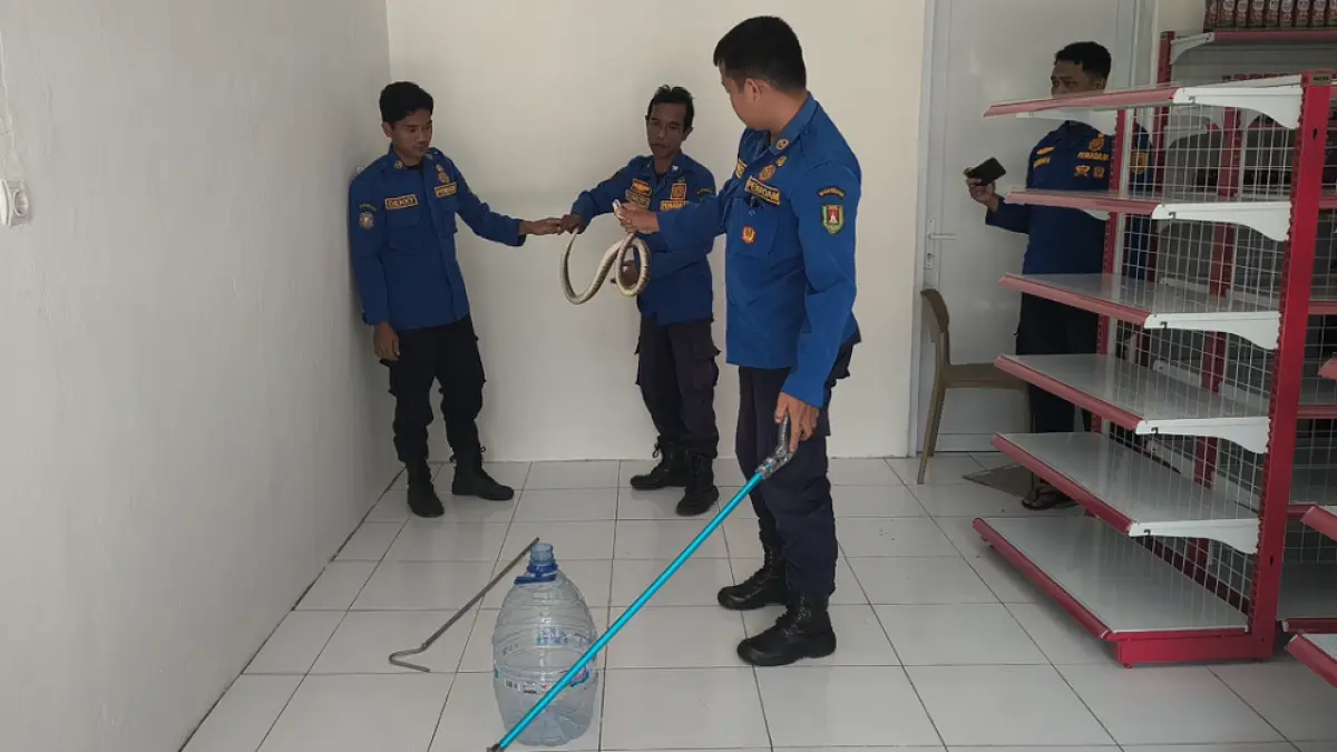 Petugas Damkar saat menangkap ular yang masuk di KDMP di Borobudur, Kabupaten Magelang.