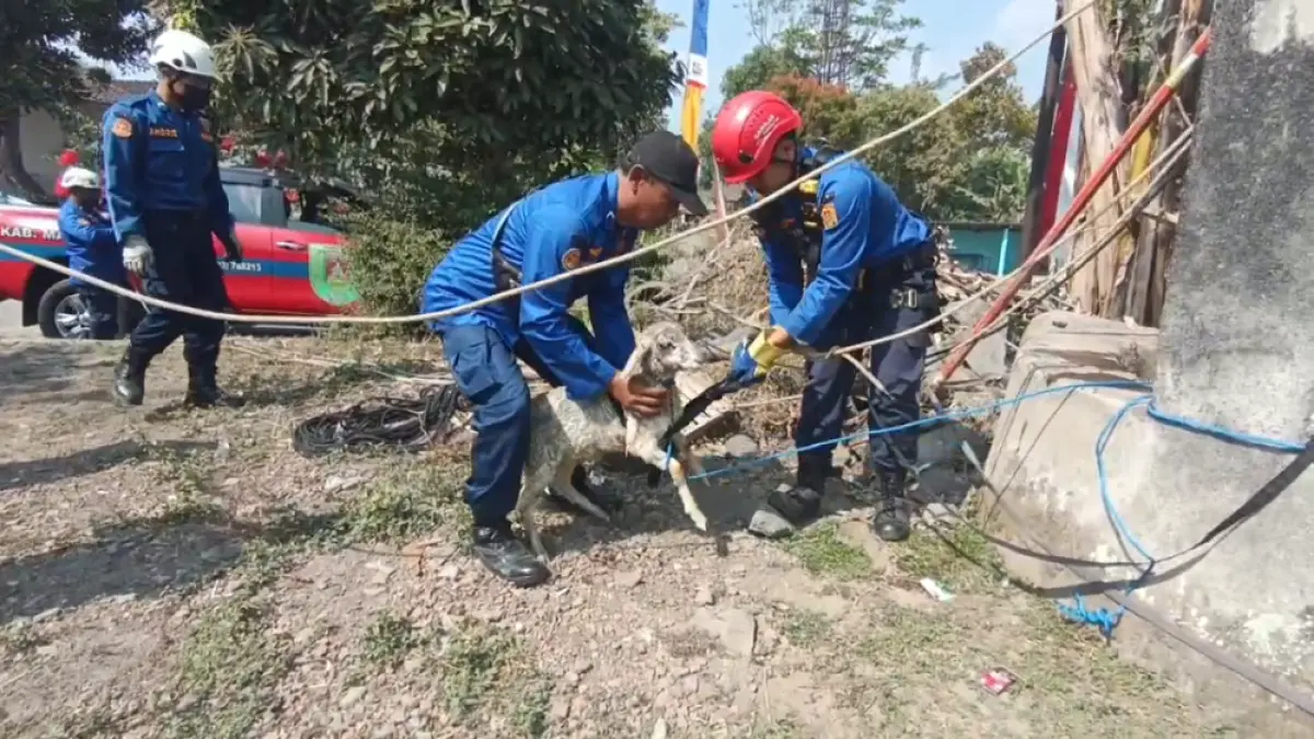 Anak kambing yang jatuh ke sumur sedalam 10 meter berhasil diselamatkan dalam kondisi hidup oleh petugas Damkar Kabupaten Magelang.