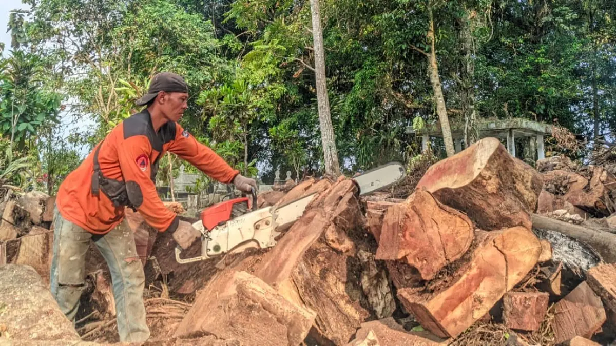 Petugas menangani pohon beringin yang tumbang di makam Honggoderpo setelah tumbang 6 hari lalu. (Istimewa)