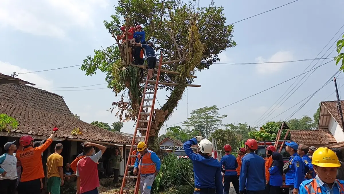 Proses evakuasi Mustafid, 55, warga Kaliangkrik yang lemas di ketinggian pohon rambutan tujuh meter, Senin (3/8/2026). (ROFIK SYARIF/ JAWAPOS RADAR MAGELANG)