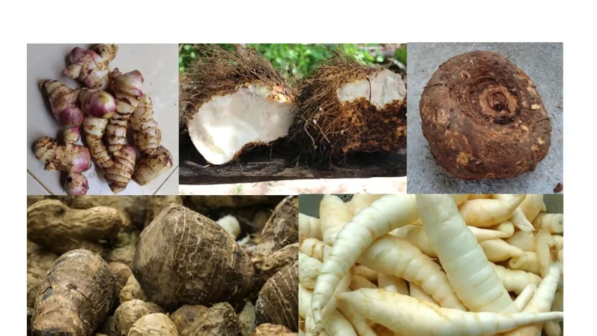 Lima jenis umbi-umbian: ganyong, gadung, suweg, gembili, dan garut