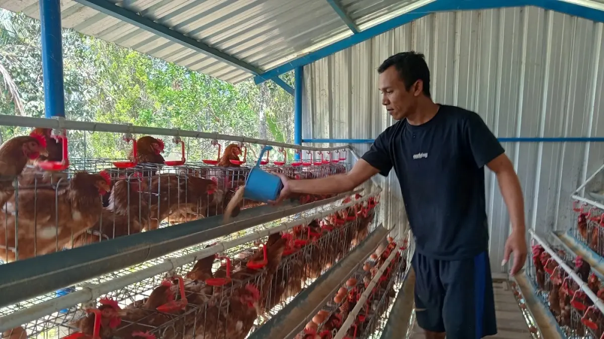 Pengelola kandang ayam petelur BUMDes Balesari Windusari, Safudin, saat memberi pakan ayam petelur, Selasa (11/8/2026). (DITA NURUL AZIZAH/JAWA POS RADAR MAGELANG)