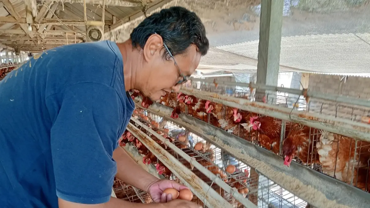 Peternak ayam petelur di Mertoyudan, Magelang, Budi, mengumpulkan telur di peternakan miliknya, Kamis (13/8/2026). (DITA NURUL AZIZAH/JAWA POS RADAR MAGELANG)
