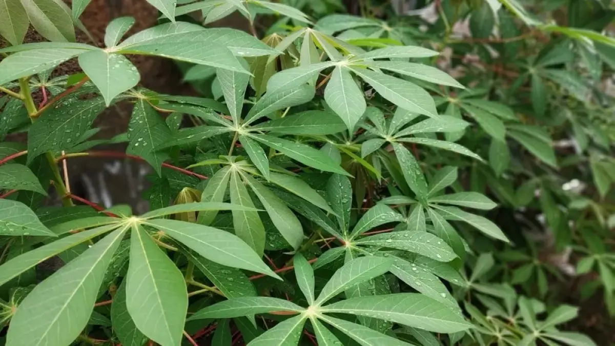 Di balik rasanya yang nikmat tersimpan khasiat yang tak kalah hebat, daun singkong (Manihot esculenta) mengandung banyak vitamin, mineral, dan serat. 