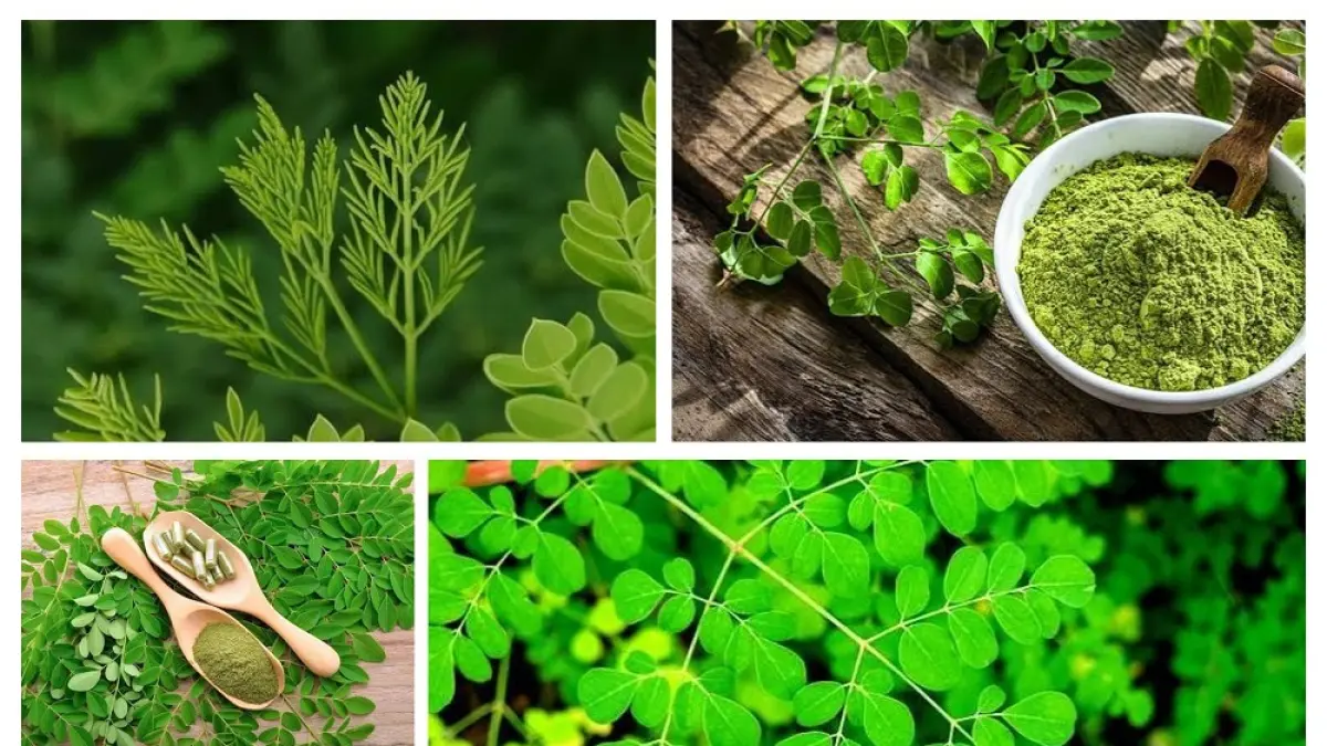 Tanaman daun kelor dikenal memiliki beragam kandungan nutrisi dan sering dimanfaatkan sebagai salah satu bahan herbal