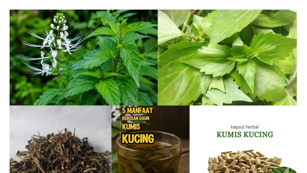 Tanaman daun kumis kucing yang dapat dikonsumsi dengan cara, dikeringkan lalu diseduh, direbus, dan menjadi obat herbal praktis yang langsung diminum.