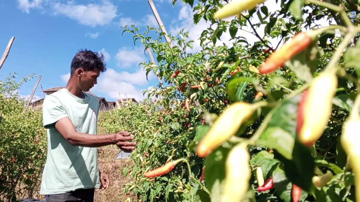 Petani tengah mengecek tanaman cabainya. Untuk memenuhi pasokan cabai untuk kebutuhan Natal dan Tahun Baru, petani di Temanggung sudah mulai menanam cabai. (Dok Jawa Pos Radar Magelang)