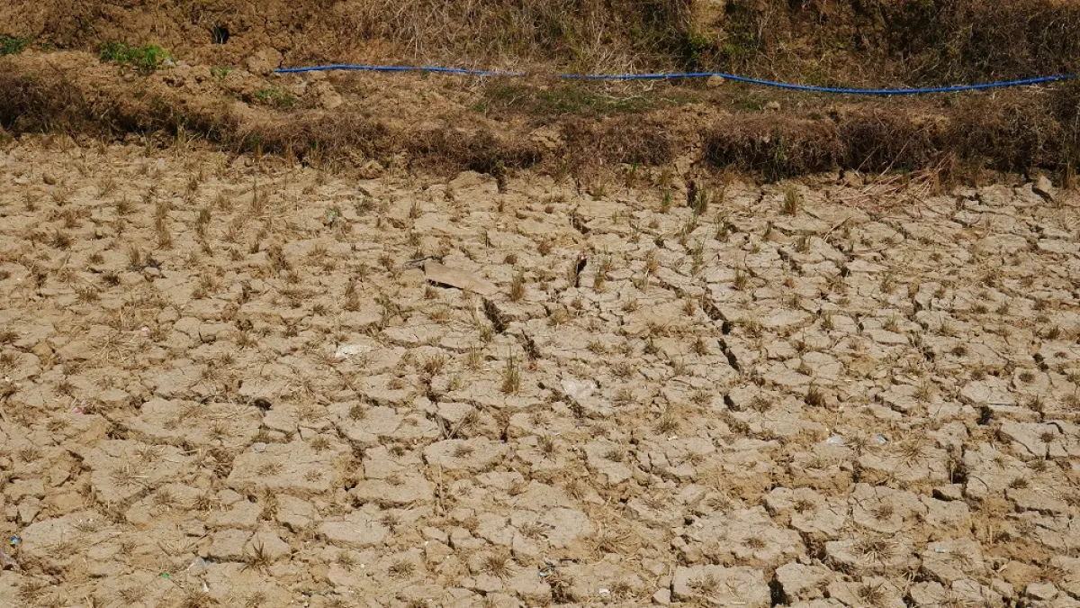 Kondisi sawah mengering dan retak-retak tak bisa ditanami. (DWIAYU MULAN SYAWALIA/JAWA POS RADAR MAGELANG)