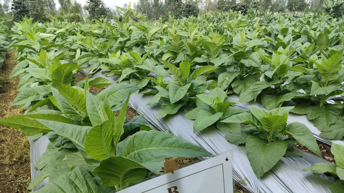 Tanaman tembakau yang dikembangkan untuk varietas unggulan Wonosobo. (Dok Diskominfo Wonosobo)