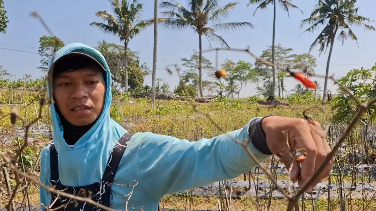 Wahyu Ardianto, petani Desa Tlogomulyo menunjukkan tanaman cabai miliknya yang mengering terdampak fenomena El Nino. (Devi Khofifatur Rizqi/Jawa Pos Radar Magelang)