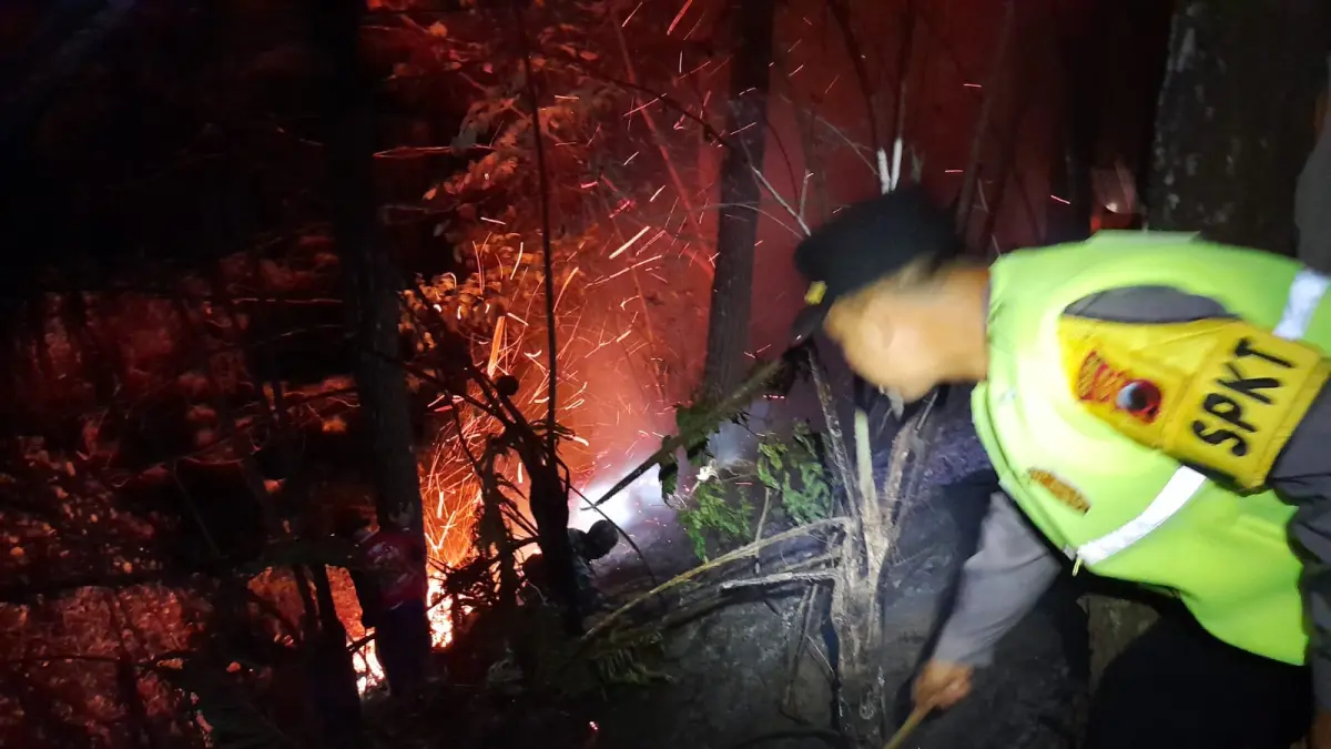 Petugas berusaha memadamkan api dengan cara manual yang membakar hutan pinus Perhutani di wilayah RPH Klesemen Desa Wonosari, Kalikajar, Wonosobo, Sabtu (5/9/2026). (istimewa)