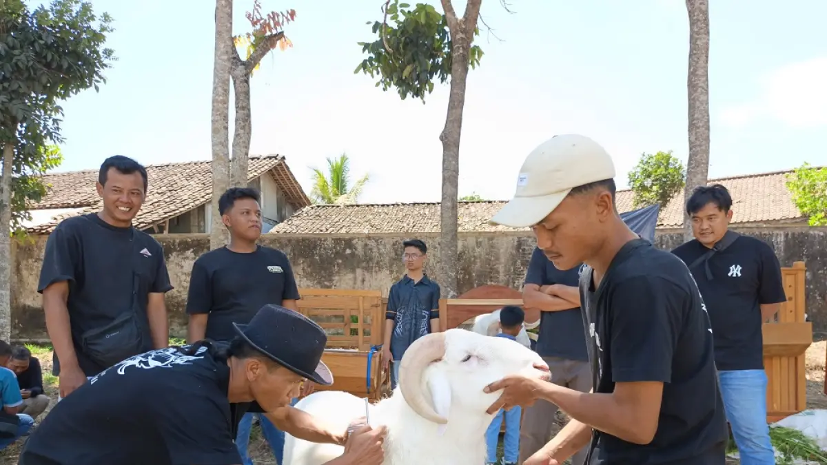 Sebelum dilakukan penjurian, peserta melakukan perawatan domba miliknya. (ROFIK SYARIF/JAWA POS RADAR MAGELANG)