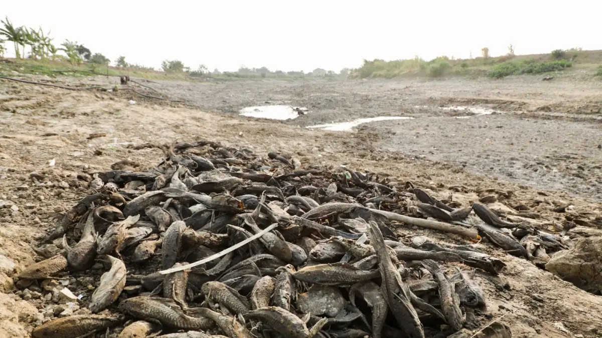 Bangkai ikan sapu-sapu yang mati di dasar Bendung Karet Sungai Juana Kabupaten Pati diangkat lalu dikuburkan agar tidak menimbulkan bau. ( istimewa)