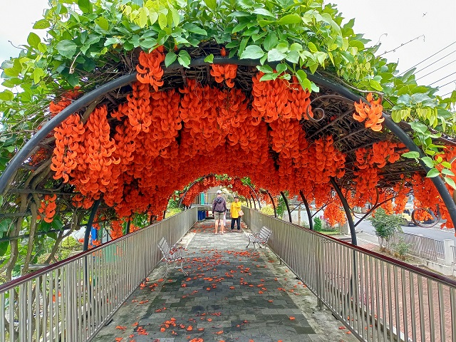 Warga berswa foto dengan background bunga kuku macan atau red jane vine, di Kebun Bibit Senopati Kota Magelang, kemarin. (ROFIK SYARIF G P/RADAR MAGELANG)