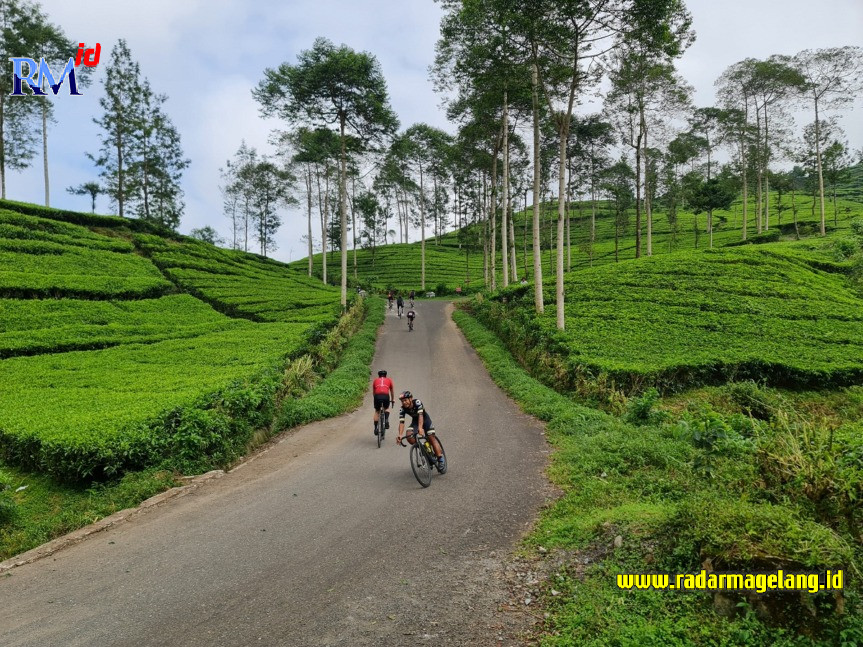 Seorang pesepeda tengah menikmati tempat wisata di perkebunan Tambi, Bedakah Kertek.