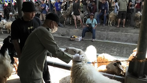 Petugas kesehatan saat memeriksa kondisi kesehatan kambing di Pasar Ternak Terpadu Temanggung, Desa Badran, Kecamatan Kranggan, Kabupaten Temanggung, Selasa (13/6/2023). (ADDIN ALFATH/JAWA POS RADAR MAGELANG)