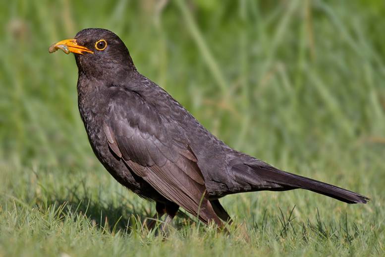 Burung Jalak Lawu dipercaya menjaga para pendaki Gunung Lawu agar tidak tersesat. (Sukuh.com)