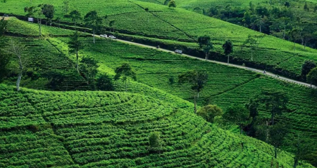 ASRI: Pemandangan area kebun teh Kemuning di Karanganyar. (BADAN OTORITA BOROBUDUR)