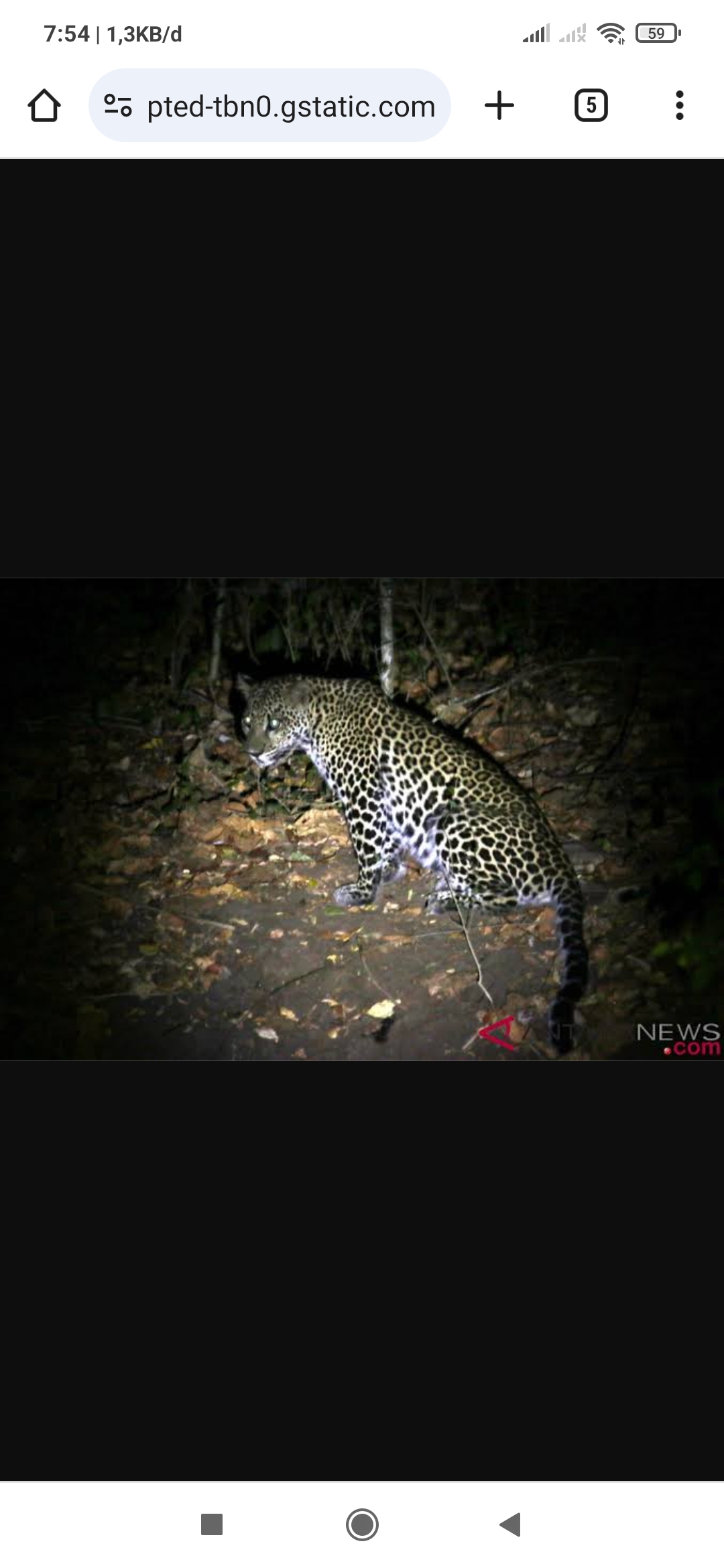 MITOS DAN FAKTA: Keberadaan Macan Lawu nyata adanya, mereka dianggap penunggu dan penjaga Gunung Lawu. (ANTARA)