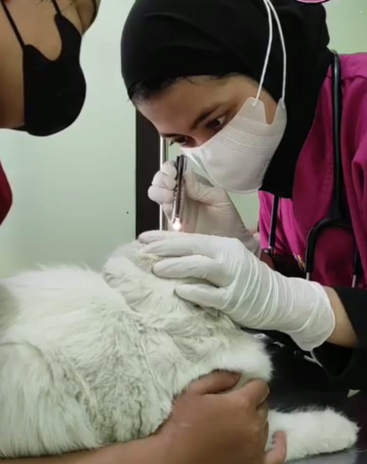 HEWAN KESAYANGAN: Keberadaan petshop dan petcare membantu menjaga hewan piaraan tetap sehat. (OKTA-MAGANG-PNM/RADAR LAWU)