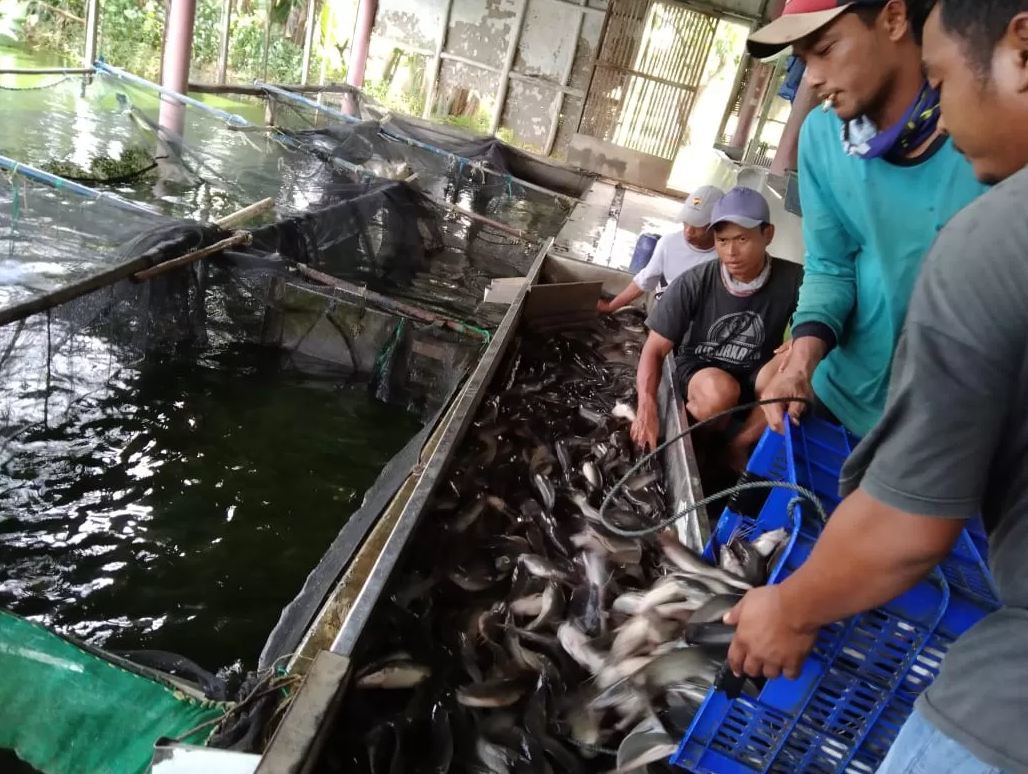 Peternak ikan lele (JAWA POS)