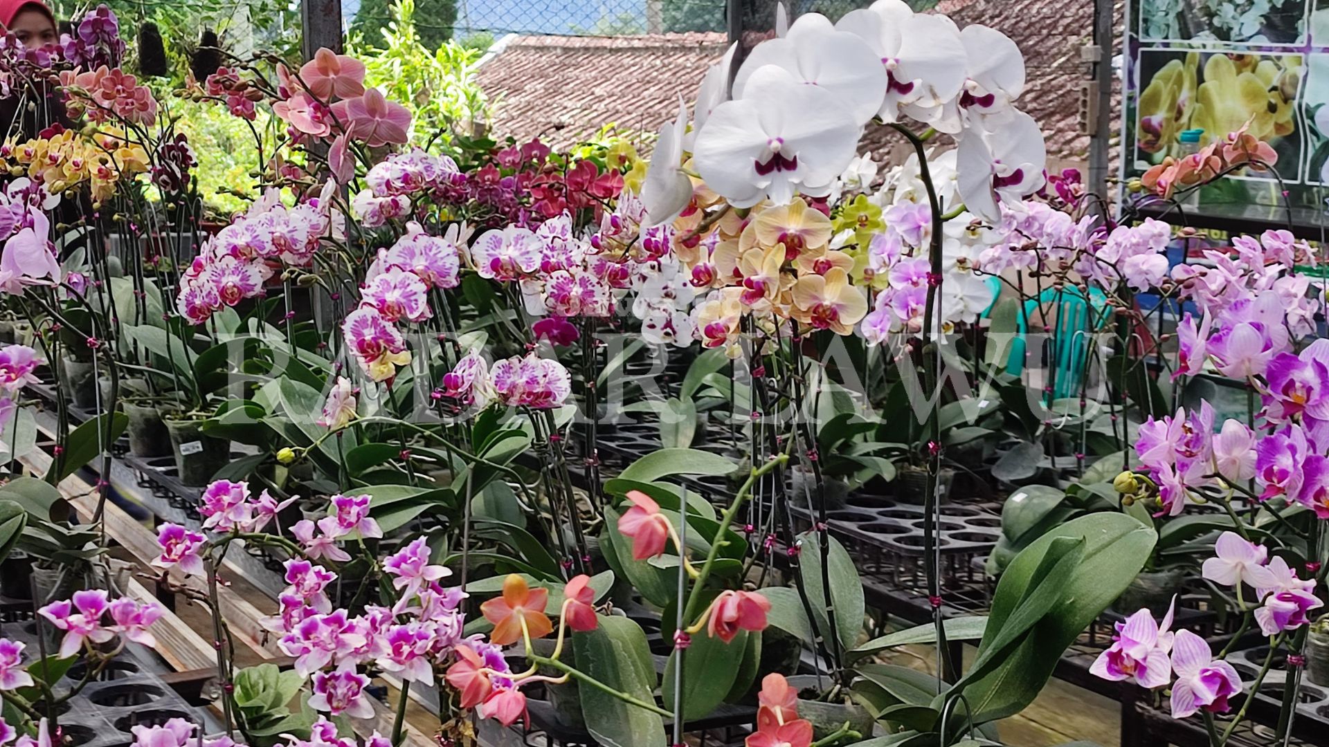 Berbagai jenis bunga anggrek di Kebun Bunga Anggrek Al Faza Magetan. (HERLIN MAGANG PNM/RADAR LAWU)