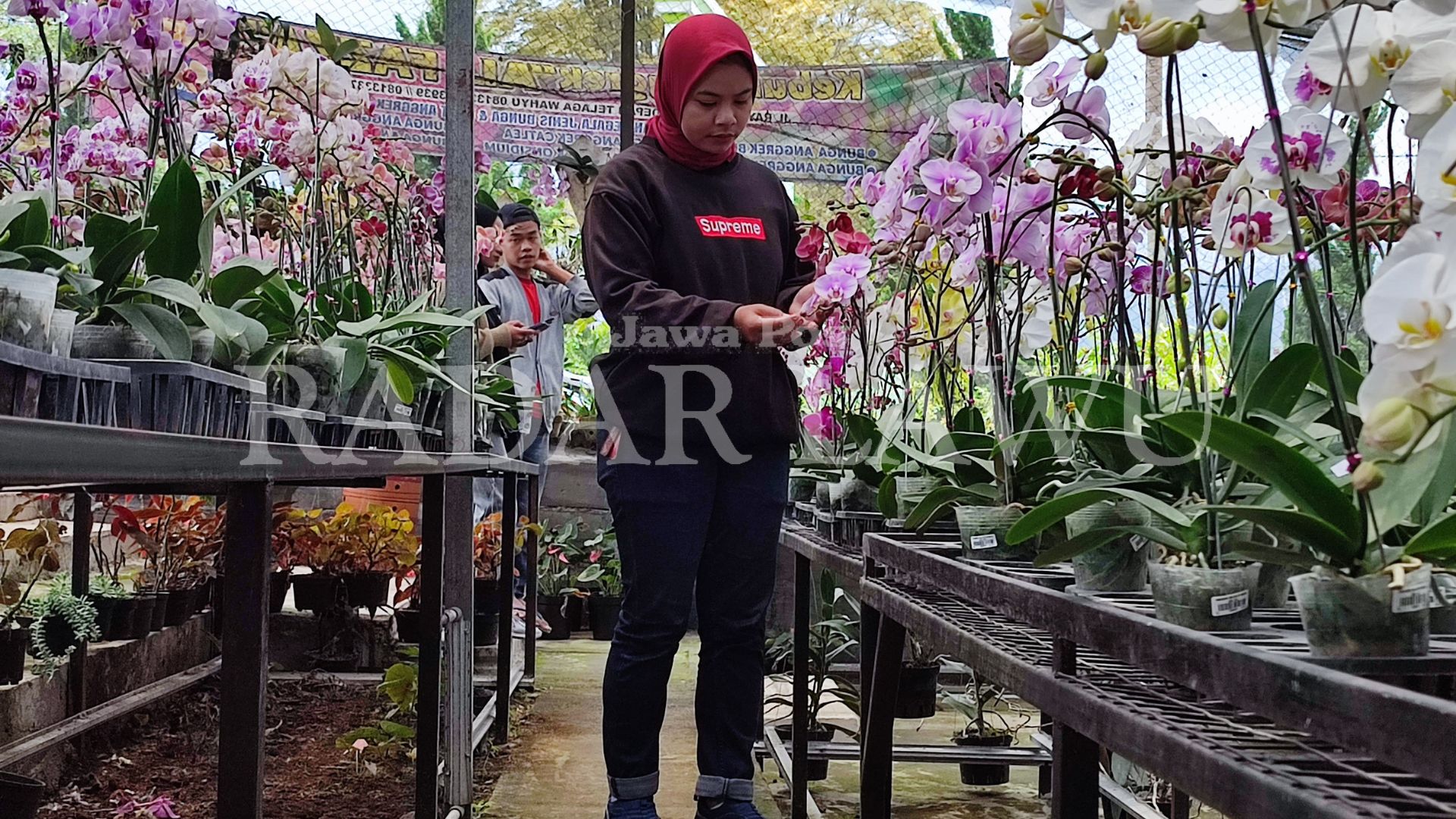 Kebun Bunga Anggrek Al Faza, Magetan. (HERLIN MAGANG PNM/RADAR LAWU)