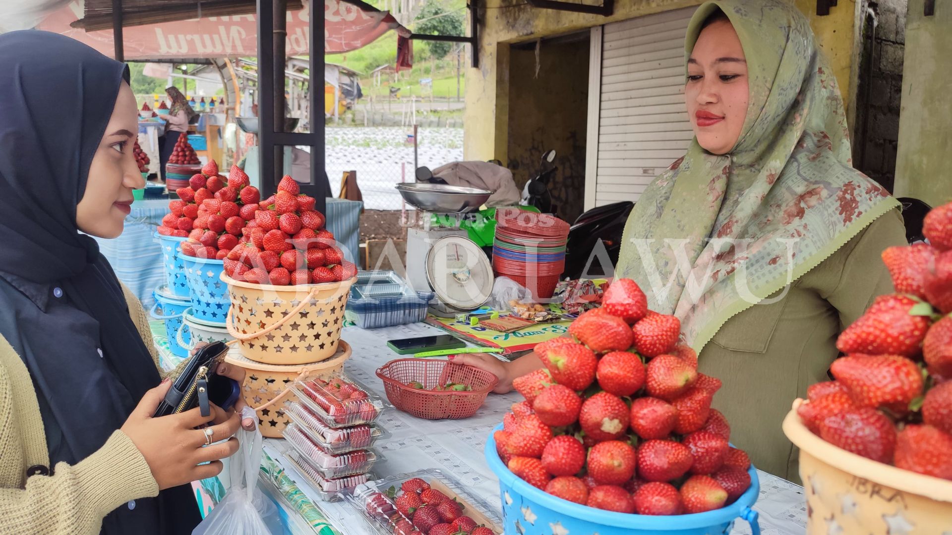 Tiga jenis strawberry khas Sarangan, Magetan di lapak Bu Sufi. (HERLIN MAGANG PNM/RADAR LAWU)