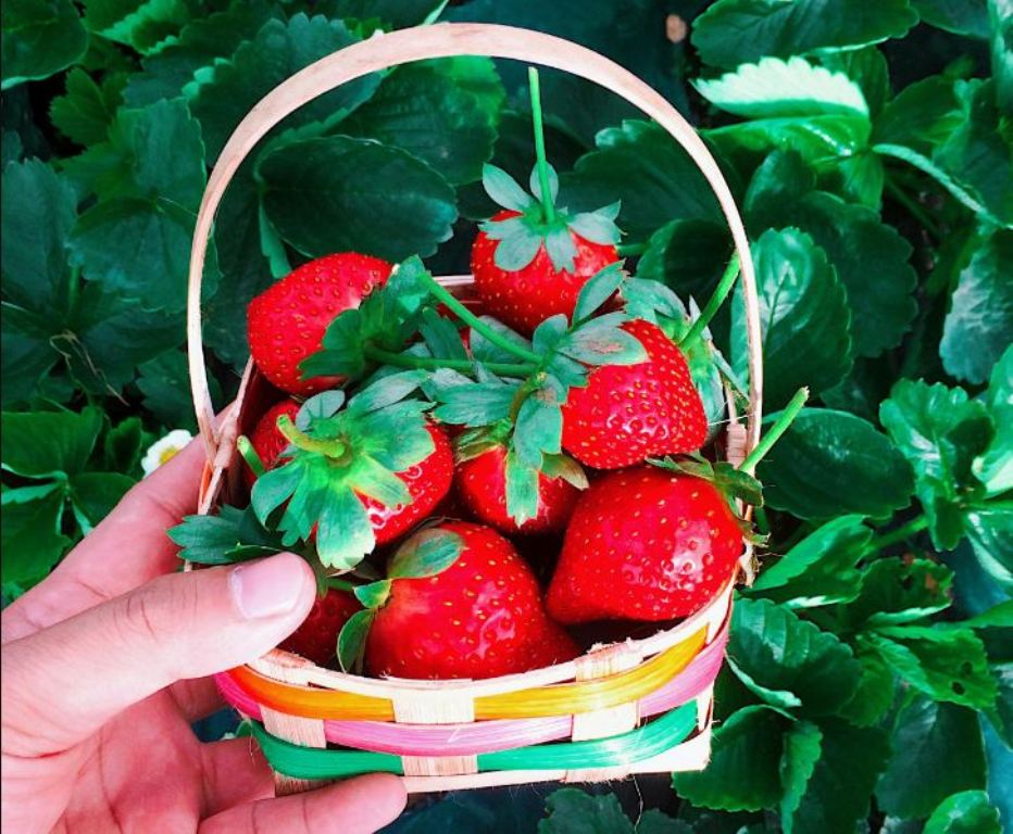BUAH CINTA: Strawberry yang menjadi oleh-oleh khas Sarangan, Magetan disimbolkan sebagai lambang Dewi Cinta sejak zaman Yunani kuno. (NASHRODIN ARATUC VIA PEXELS)