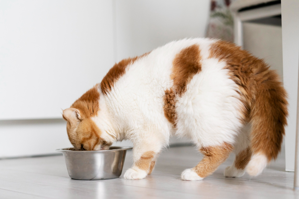 Ilustrasi kucing makan (freepik)