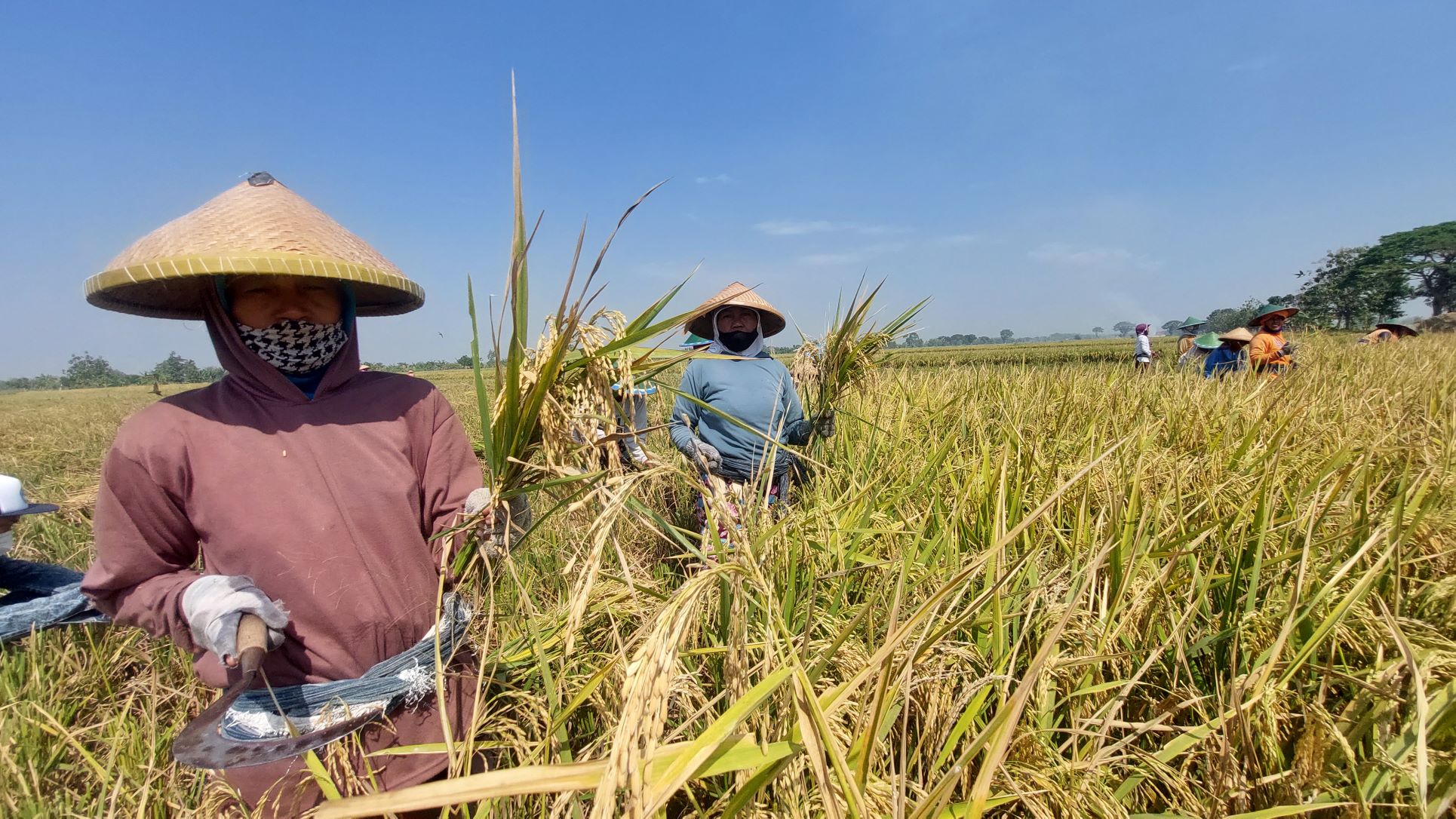 Ilustrasi petani panen (DOKUMEN RADAR MADIUN)