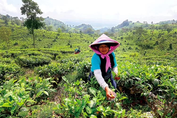 ASRI: Pemandangan Kebun Teh Jamus di Ngawi tampak hijau dan asri. (JAWAPOS.COM)