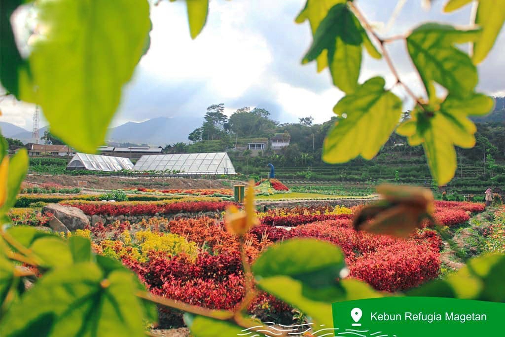 ASRI: Lautan bunga di Kebun Refugia, wisata Magetan yang ramah anak. (Ig: @kebunrefugiamagetan)