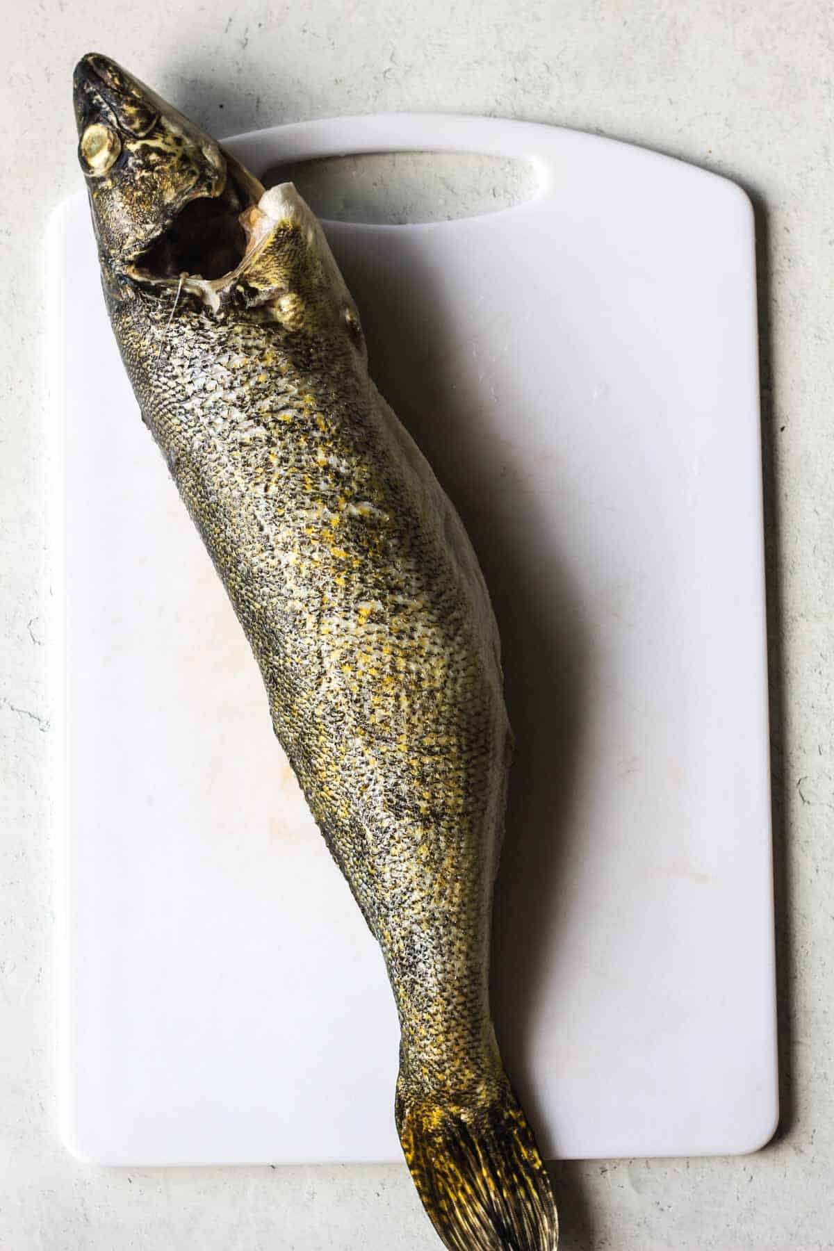 (Gambar Ikan Pike)