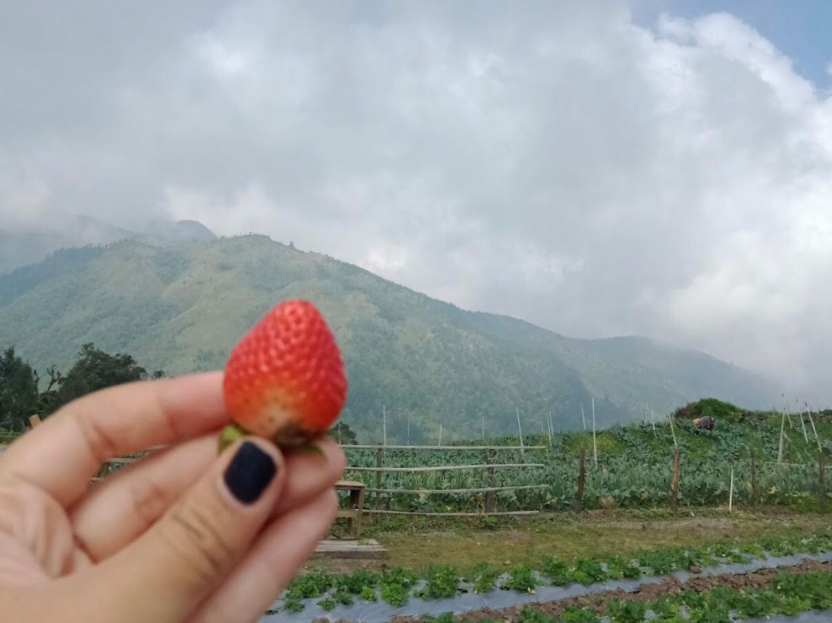Kebun :  google maps Rini Dwi Yuliani