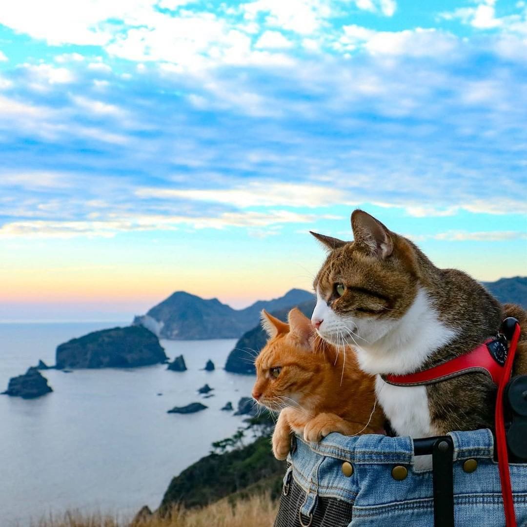 ajak hewan peliharaan ber-camping bersama akan lebih menyenangkan(phinemo.com)