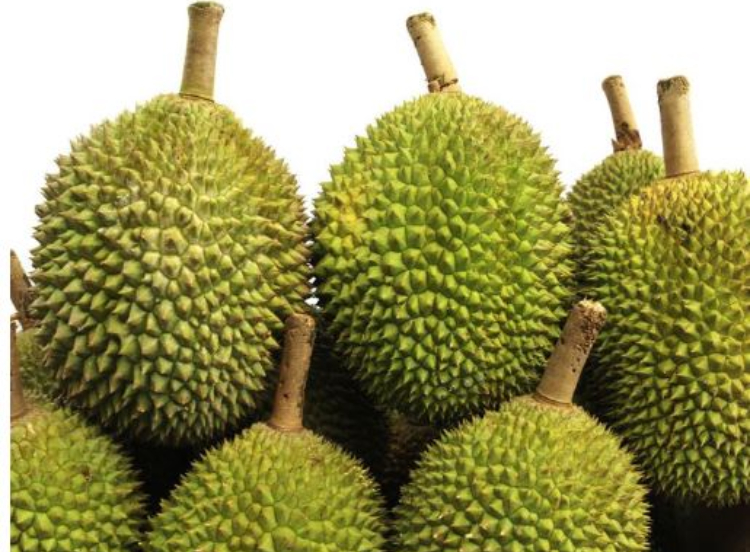 Ilustrasi durian (pinterest)