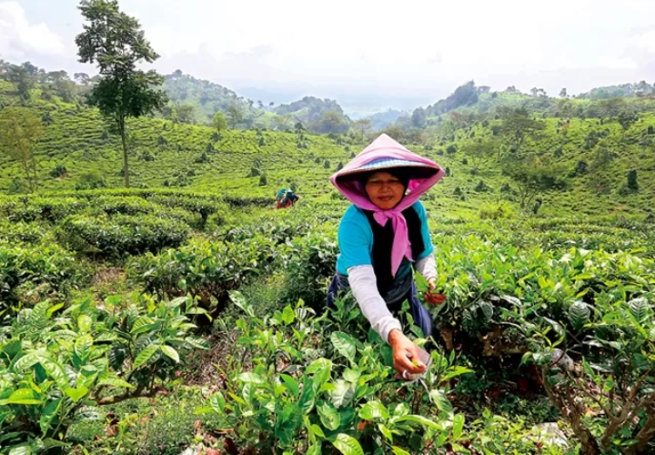 Kebun Teh Jamus Obyek Wisata Ngawi yang Cocok Dikunjungi Pada Saat Libur Lebaran (foto: Frizal/Jawa Pos )