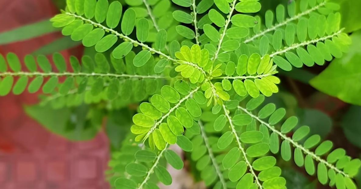 Manfaat Daun Meniran untuk kesehatan. (PINTEREST)