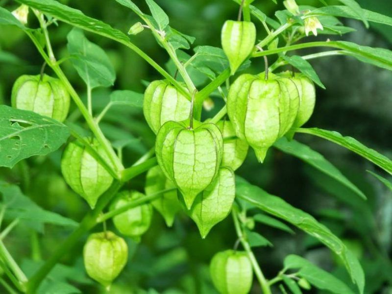 Khasiat daun tanaman ciplukan sebagai obat herbal untuk kesehatan. (PINTEREST)
